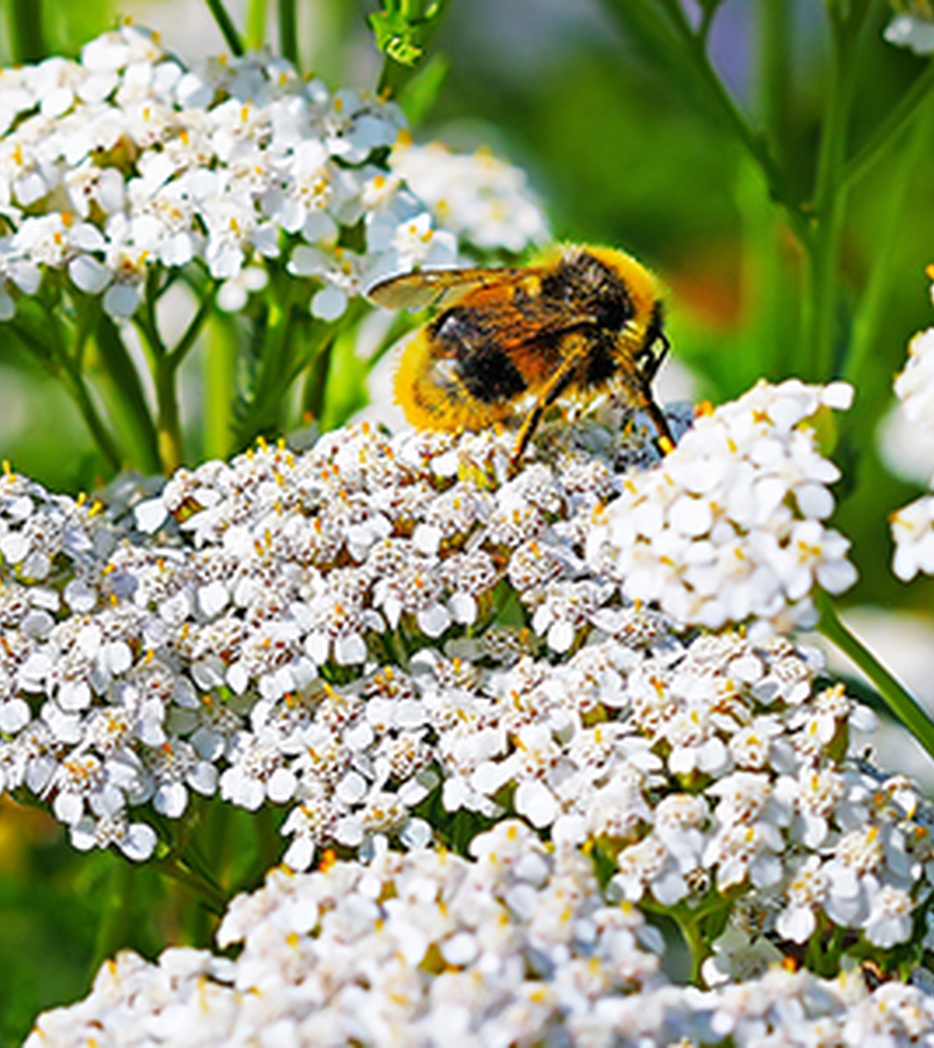 Schafgarbenkraut - Achillea millefolium